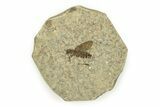Detailed Fossil March Fly (Plecia) w/ Legs - Wyoming #245634-1